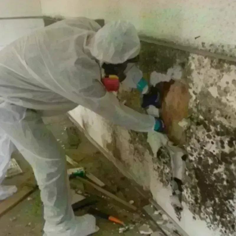 Mold Remediation and Removal in Lafayette, LA